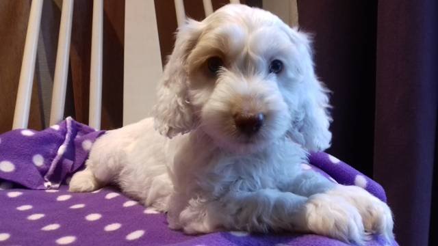 Picquot Puppies